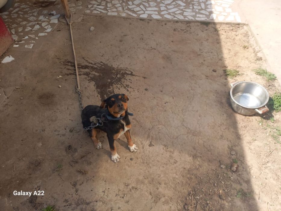 Продается яктерьер. 3 месяца