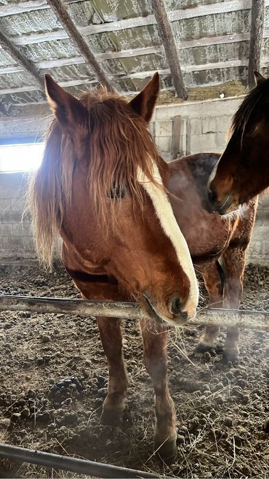 Продам молодого жеребца, айгыра