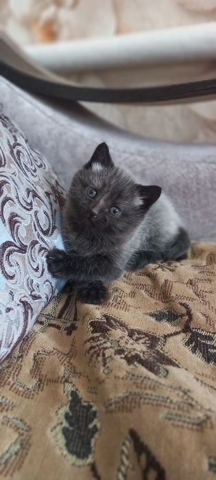 Отдам котёнка в добрые руки