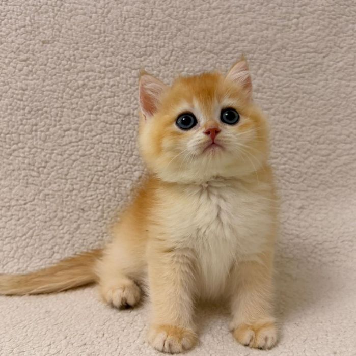 Британский золотая шиншилла