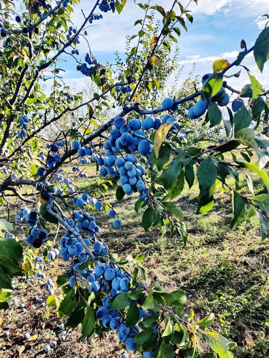Vand prune Anaspet