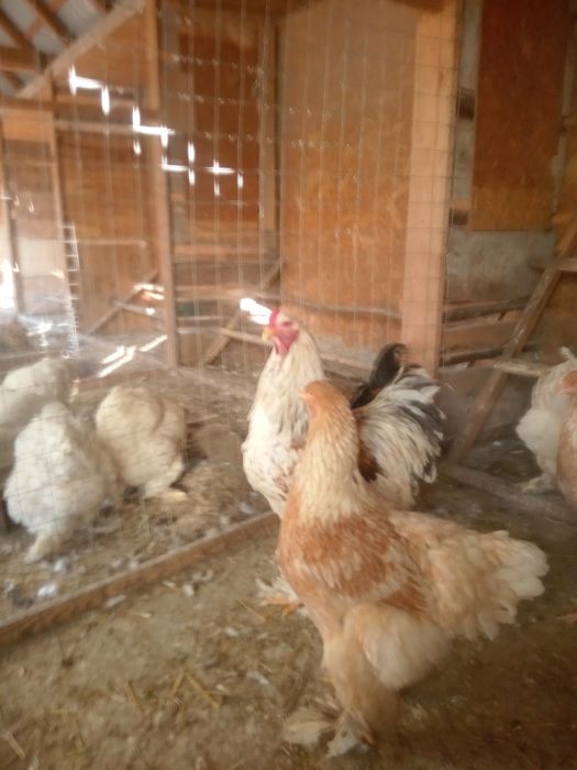 Găini rasă brahma