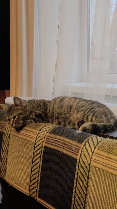 Отдам в добрые руки