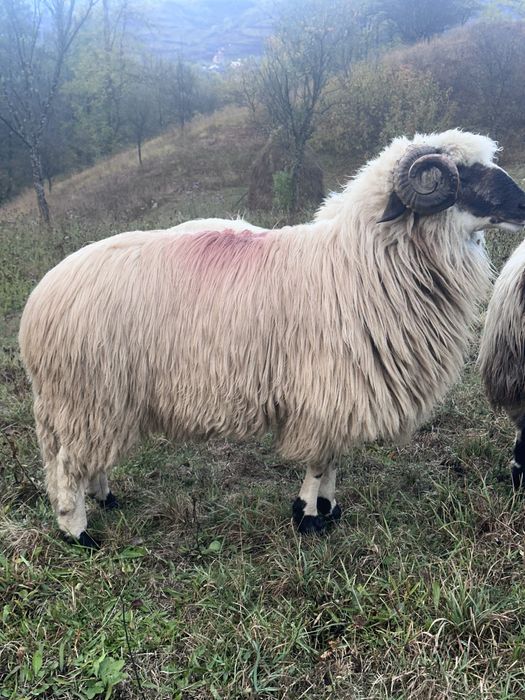 Mior de vanzare in ultima poza mama lui