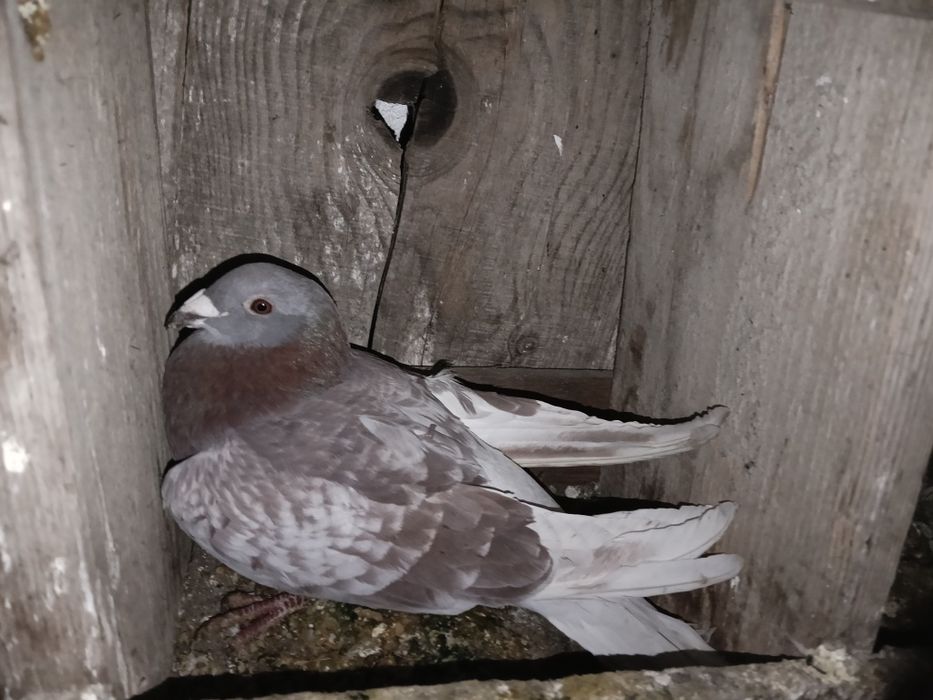 Vând porumbei voiajori