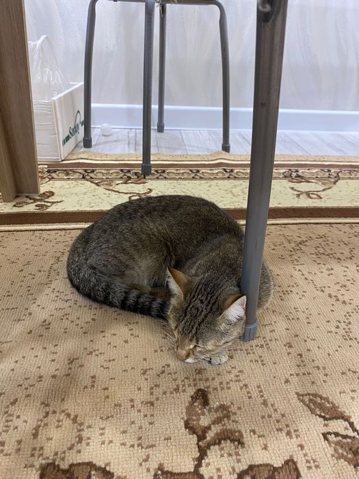 Кошка в добрые руки