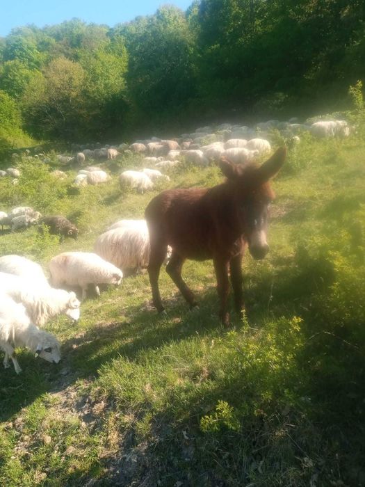 Vand măgar de oi