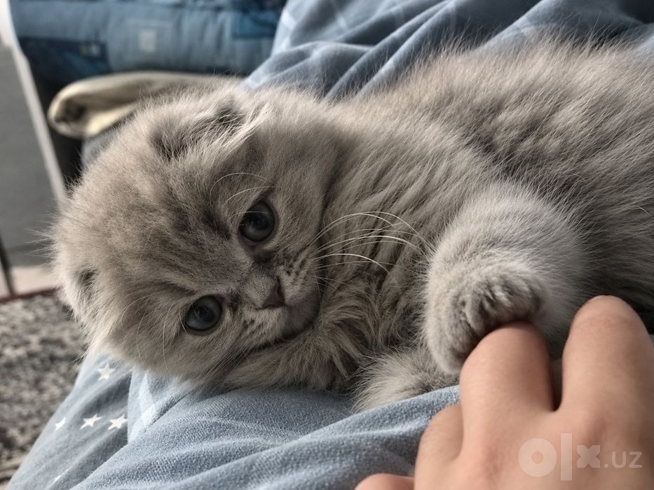british scottish fold 1mln
