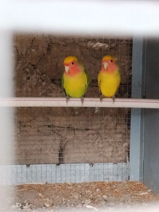 Nerzluchniki sotiladi