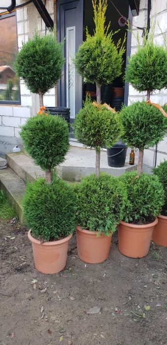 Pon pon spirală de mai multe specii