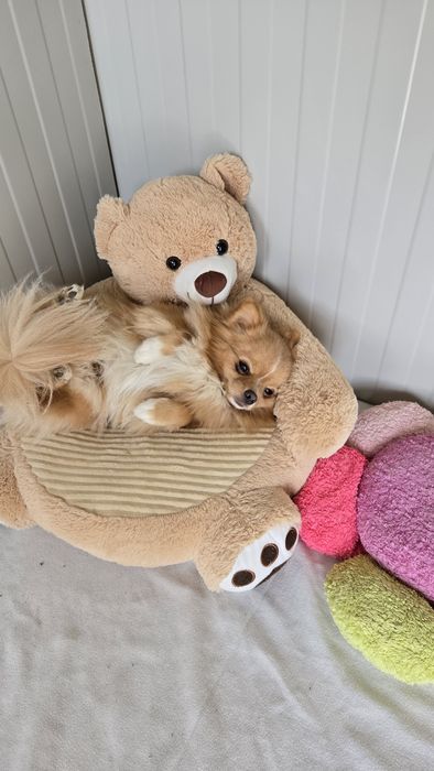 Хотел за домашни любимци Варна  Pet Hotel Зоо хотел