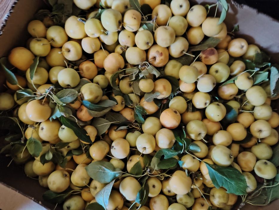 Продам ранетки, сладкие