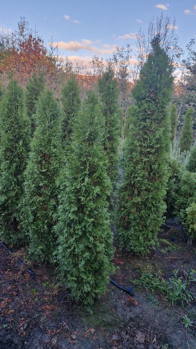 Tuia/  tuia smaragd/ buxus/ brad/ chamaecyparis