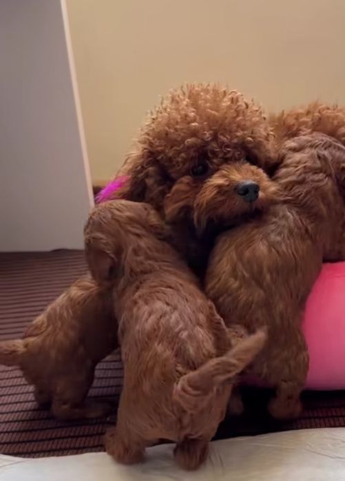 Щеночки Китай ред браун