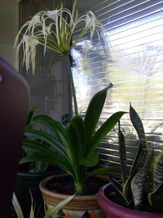 Продам цветок геминнокаллис