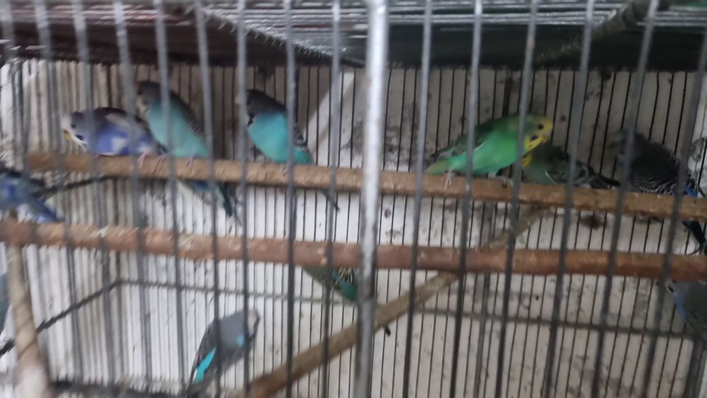 Perusi,Kakariki,rosella,ninfe,cantatori,agapornis,perusi standard,