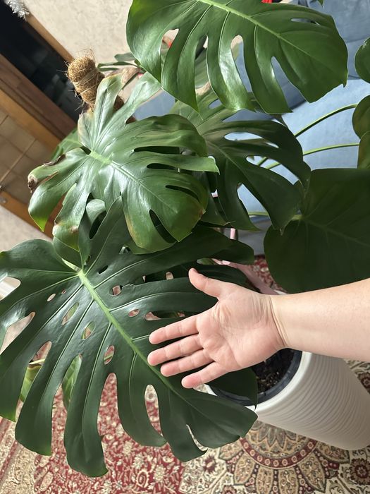 Продам большую монстеру