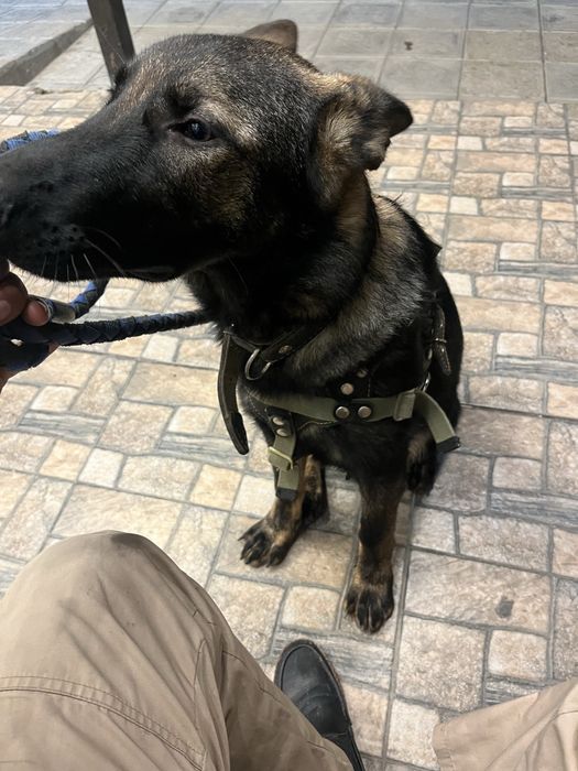 Немецкая овчарка