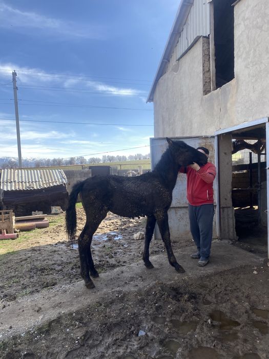 Құлын 8айлықққққ