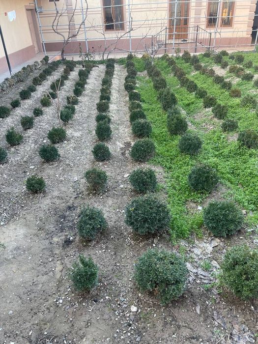 Shamshod (Шамшад) дарахти