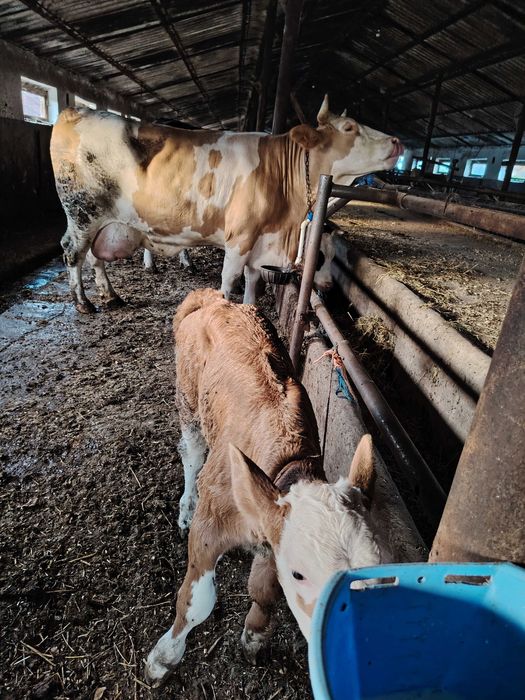Vând vaca cu vițel la a doua a fatare