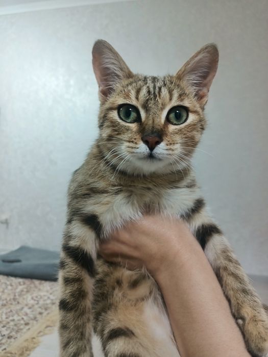 Отдам кошечку 5 месяцев