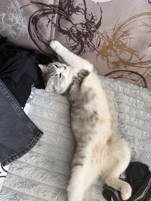 Отдам в добрые руки кошку