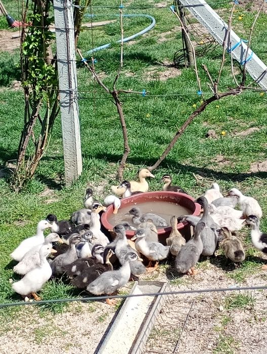 Boboci de rațe polare