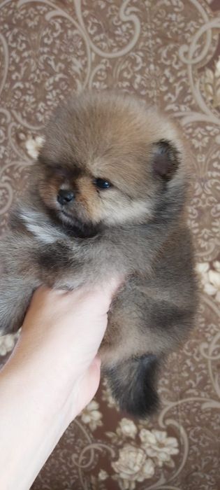 Шпицы мальчики и девочки