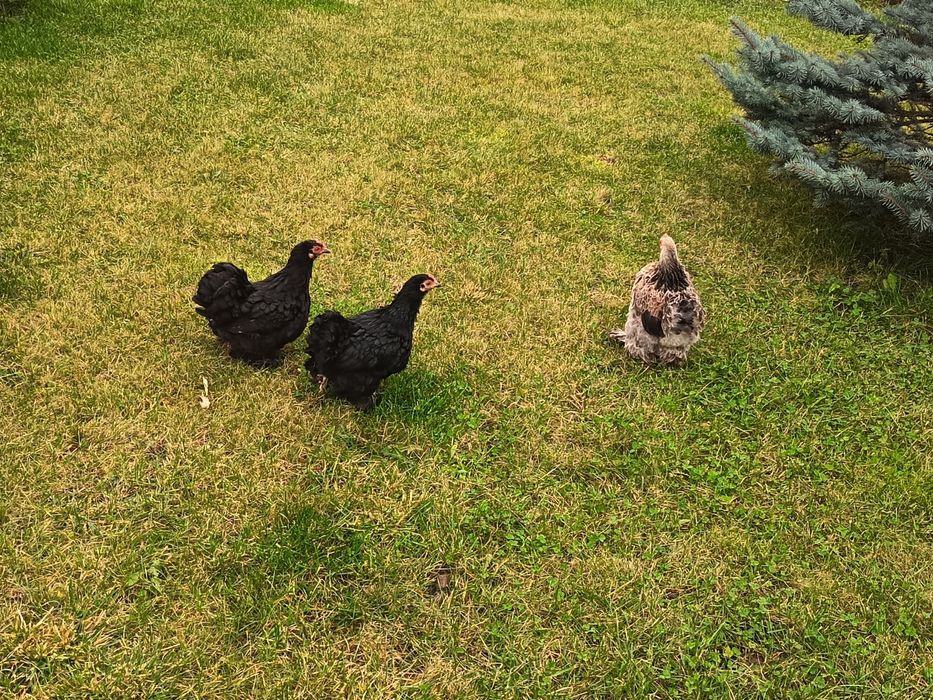 Gaini de Cochinchina pitic