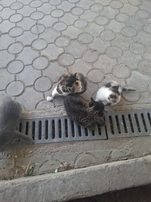 Кошки беспалатно