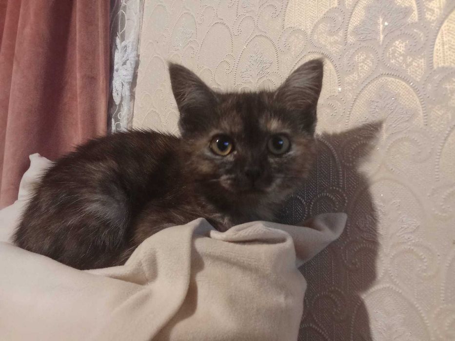 Отдам котёнка. Девочка