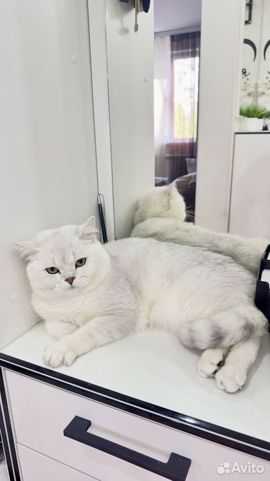 Британская шиншилла