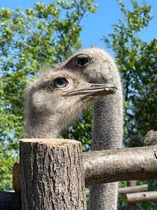 Vand Struti o femela si un mascul in varsta de 3-4 ani