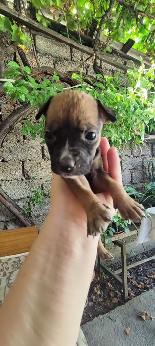 Продаются щенки Питбуль