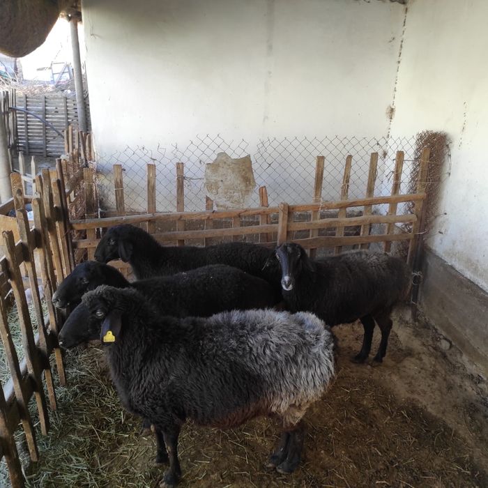 Семіз саулықтар сатылады