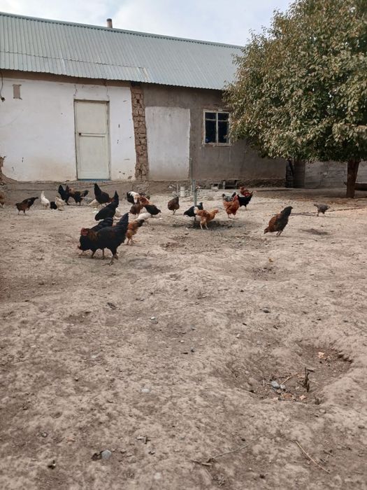 Тауыктар кораздар