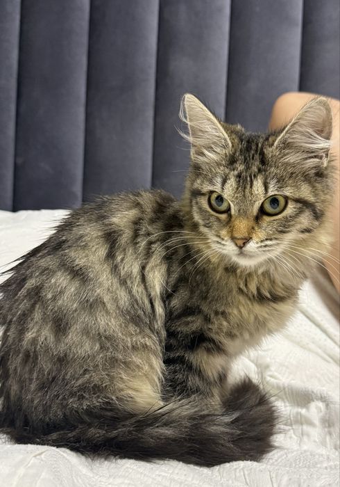 Adoptie pisica responsabila