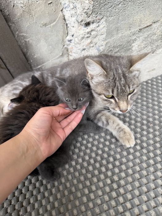 Отдам кошку и двух котят(девочки)