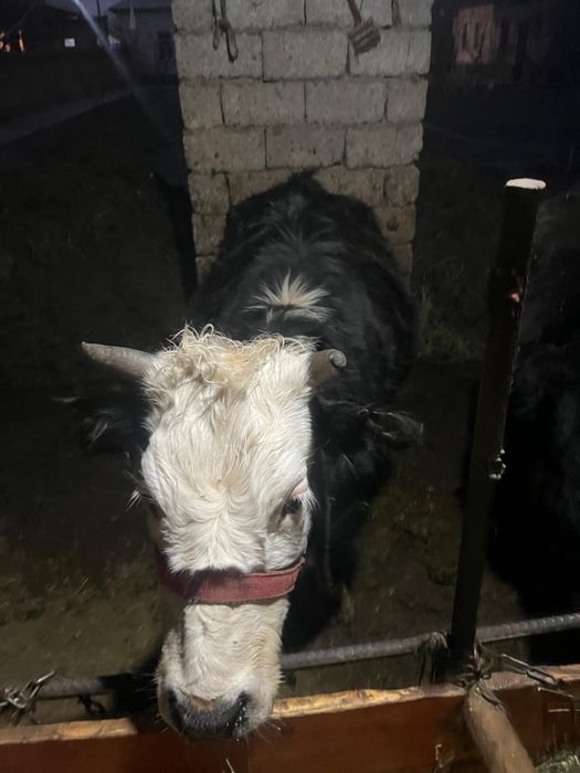 Сыйырлар сатыладыь