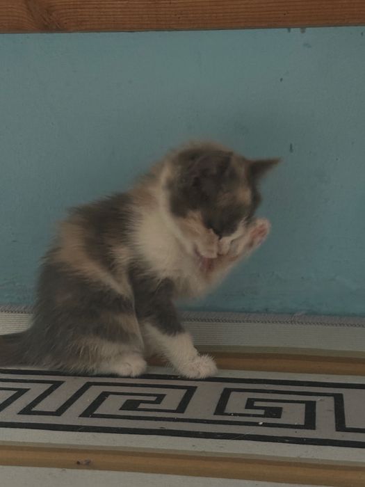 марғаулар сенімді қолға тапсырылады