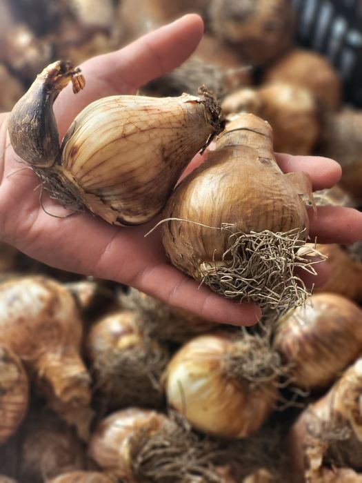 Vând bulbi de crini,lalele zambile narcise,bujori