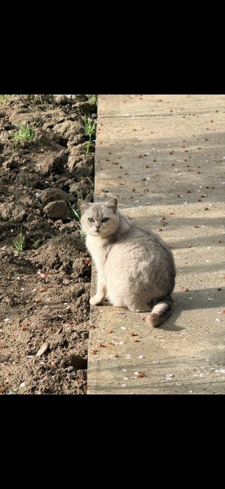 Серебристый шиншилла девочка