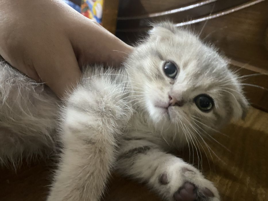 Продаётся котенок