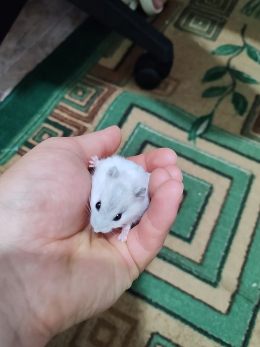 Хомяк Джунгарский