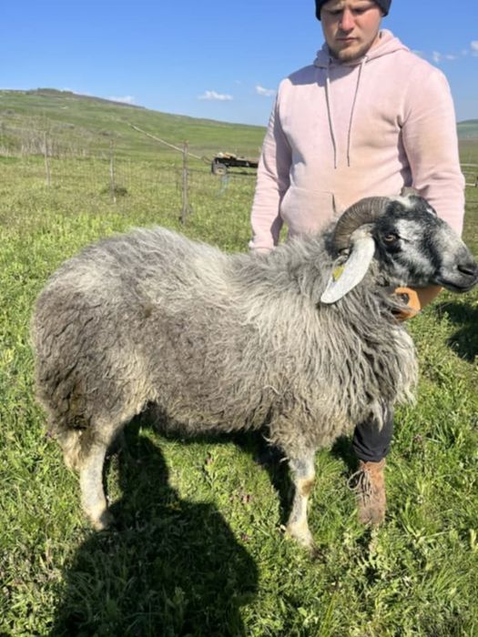Berbeci karakul și carabaș