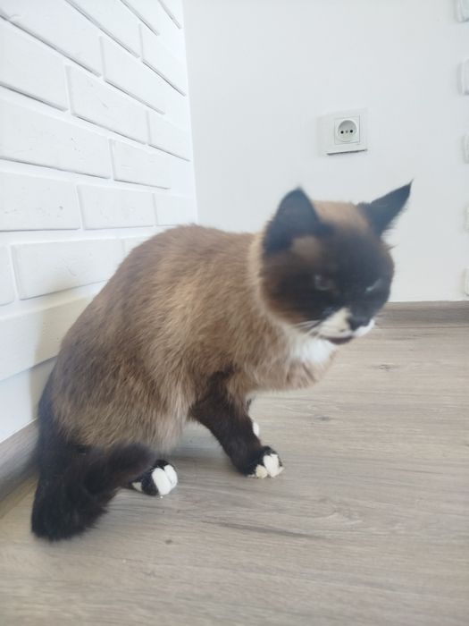 Отдам кота в добрые руки