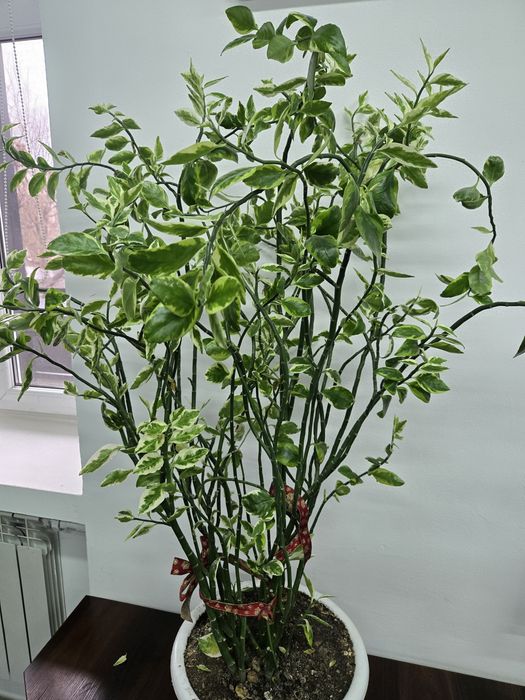 Продам Педилантус