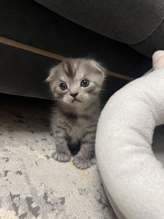 Scottish Fold және Straight котяттар