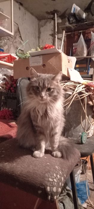 Отдам даром кошечку.